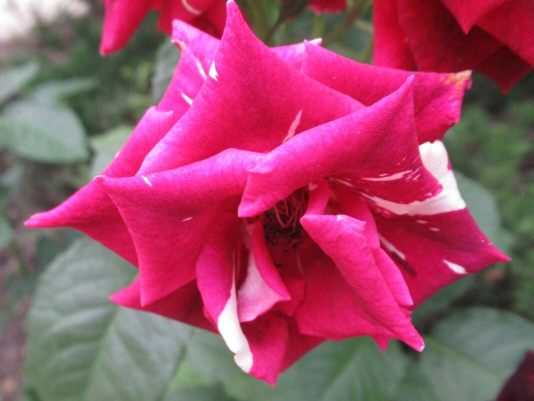 Розы... розы... - viach 