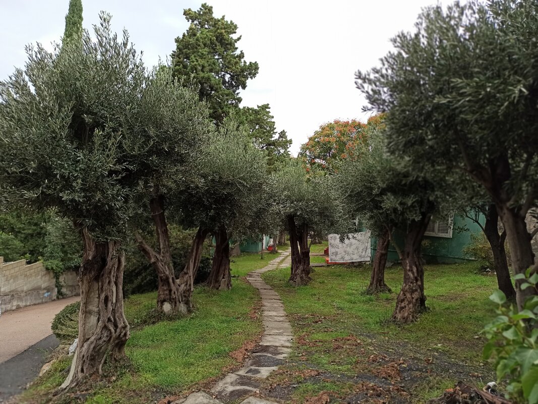 Парк санатория "Утес". Крым. - Галина Парк санатория "Утес". Крым. - Галина