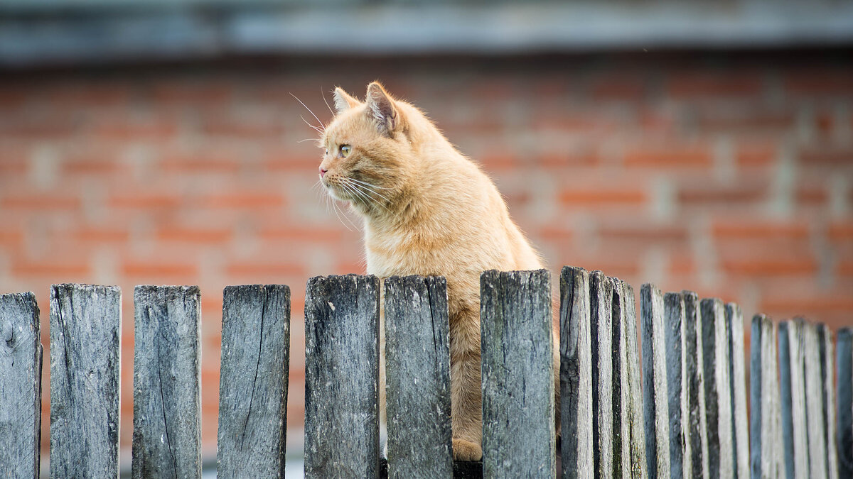 Царт забора - Владимир Иванович