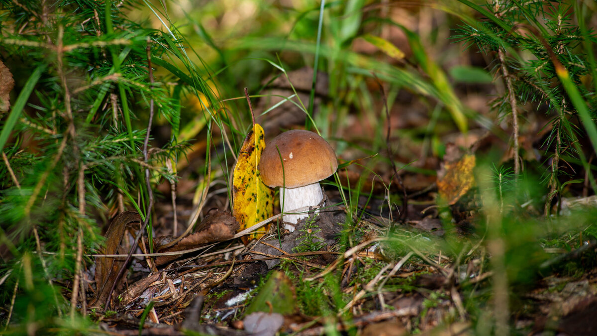 Тихая охота - Владимир Иванович Тихая охота - Владимир Иванович