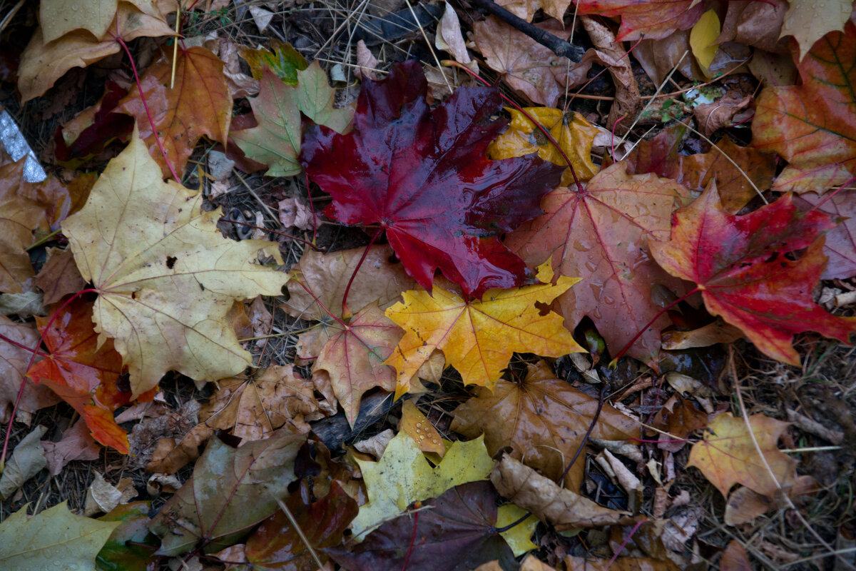 на ковре... - Всеволод на ковре... - Всеволод