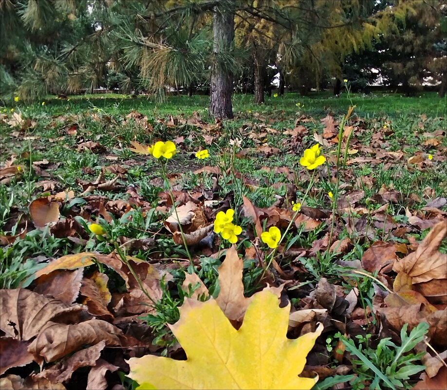 Лето осенью! - Надежда 