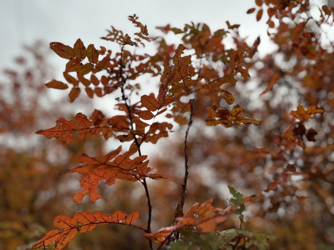 ***осенние...*** - Olga Oskolkova