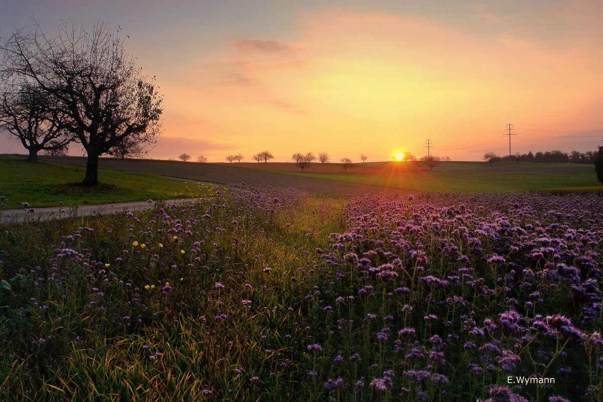 sunrise - Elena Wymann