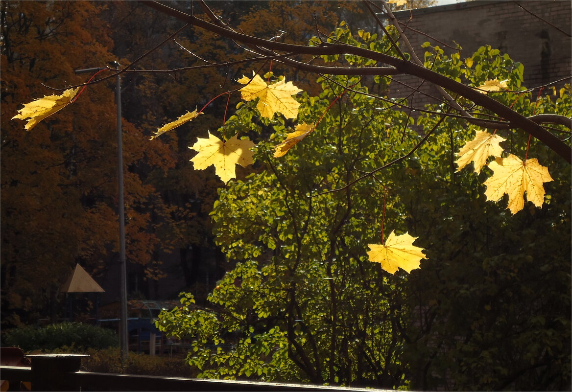 клён опавший - sv.kaschuk 