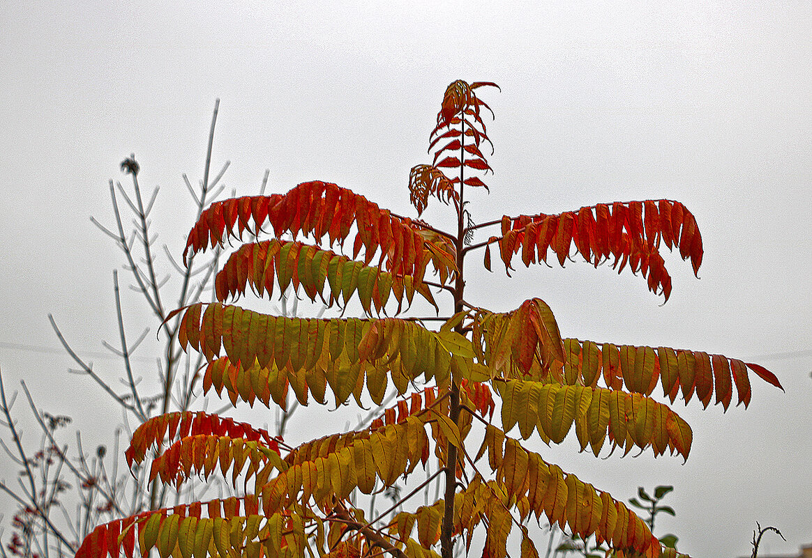 Осенний сумах - Светлана 