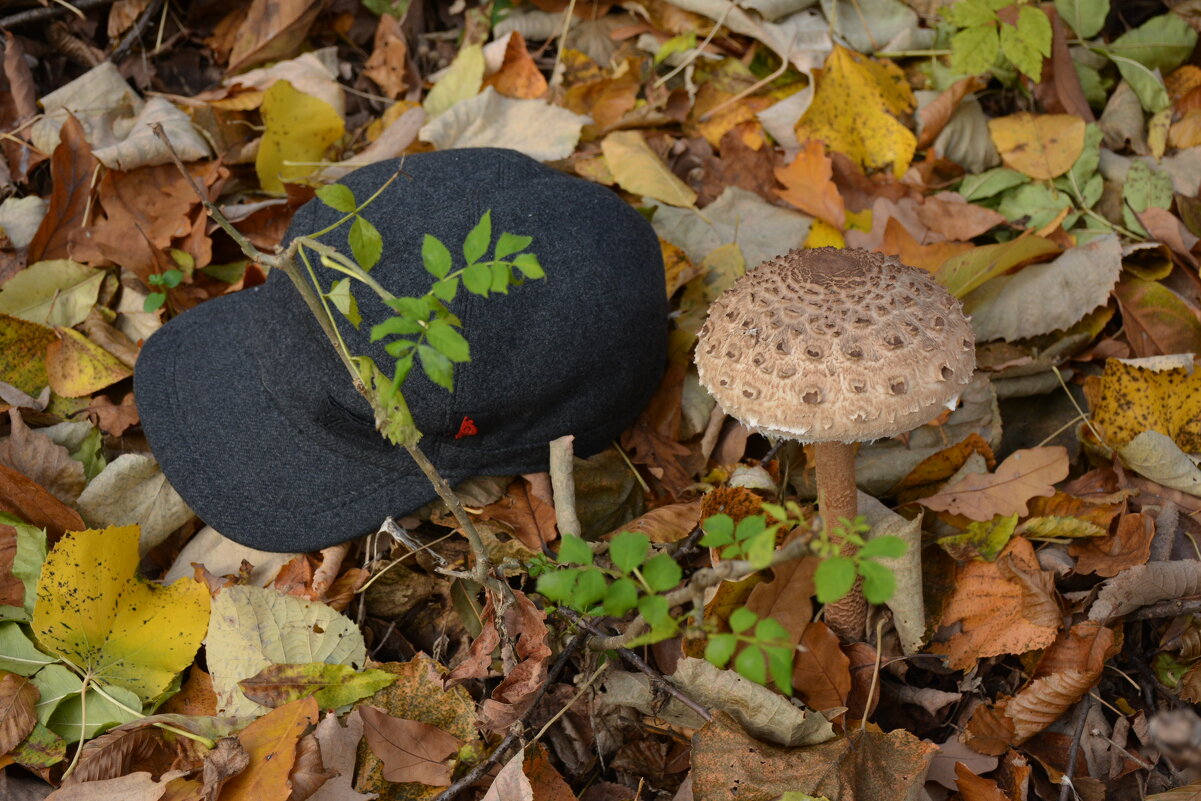 Осенний привет из молдавских лесов 3 - александр донченко