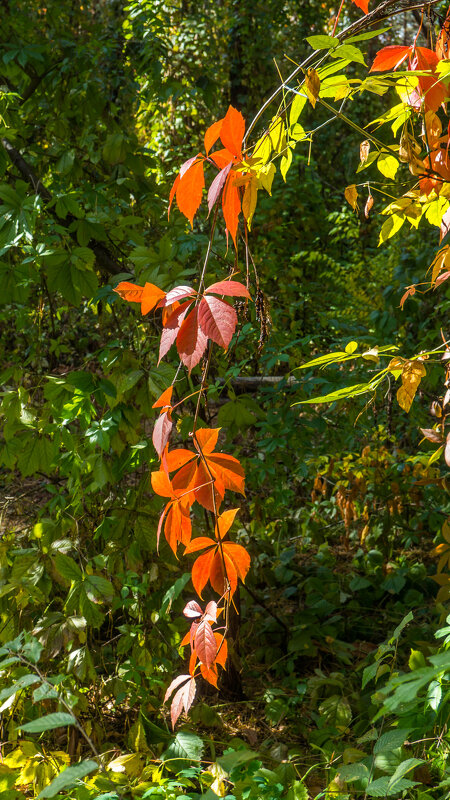 Прогулки по лесопарку - Евгений Мухин