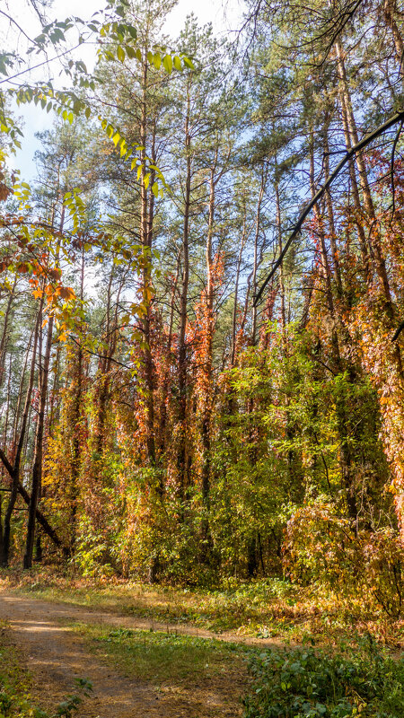 Прогулки по лесопарку - Евгений Мухин