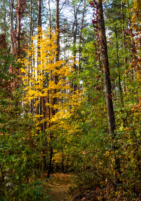 Прогулки по лесопарку - Евгений Мухин Прогулки по лесопарку - Евгений Мухин