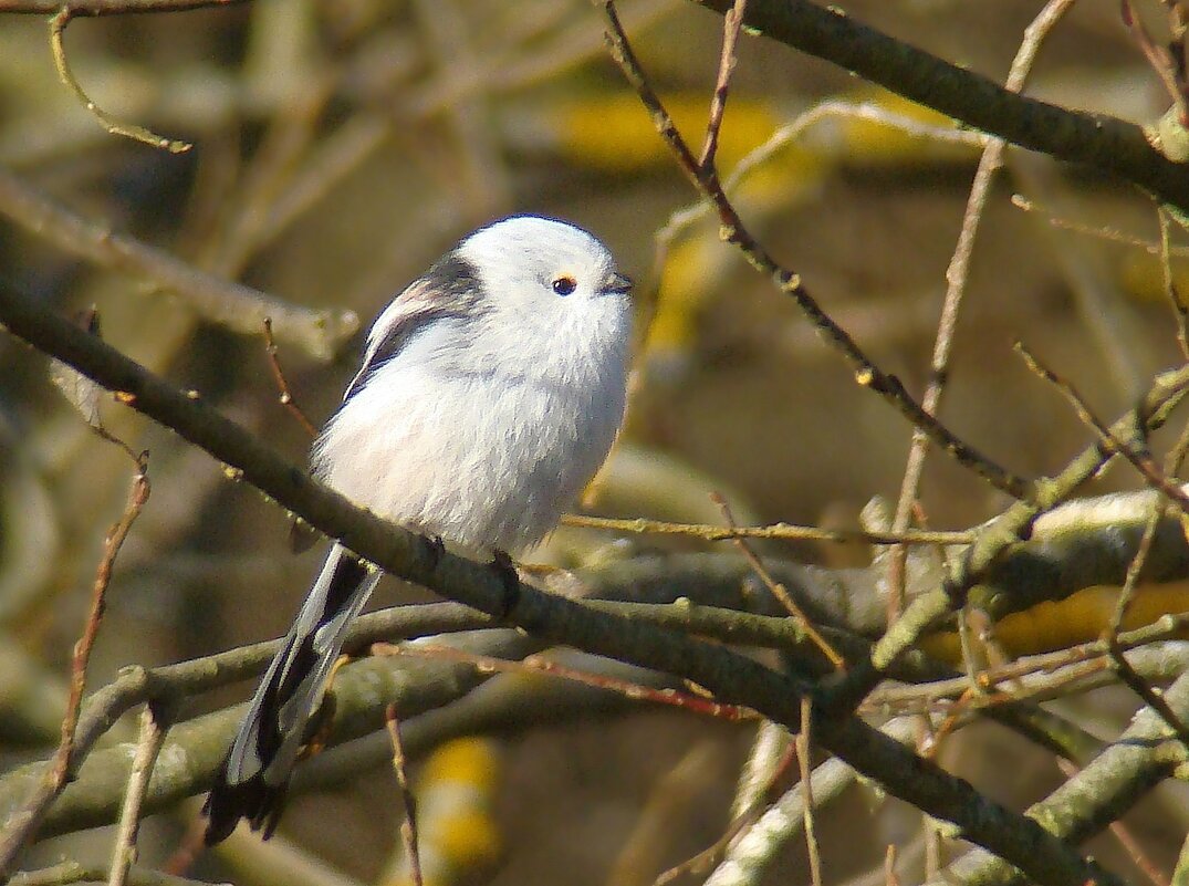 ополовник - gawrilа - dan