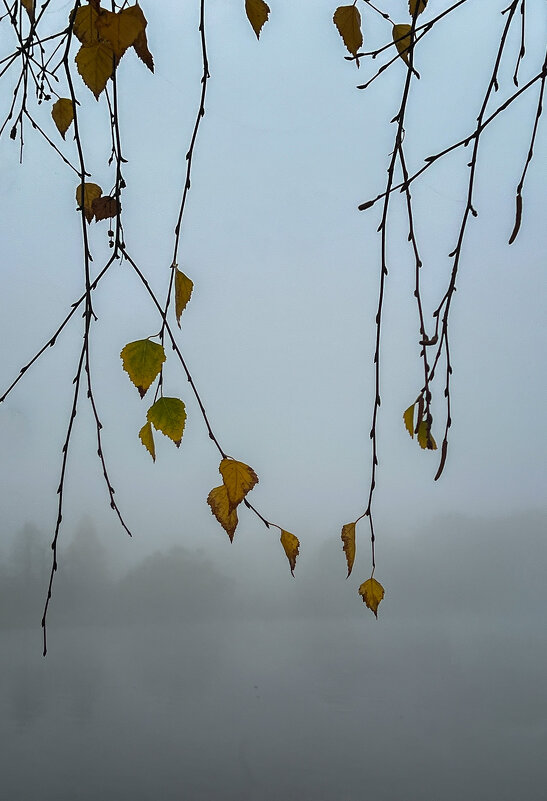 Утро туманное - Galina 