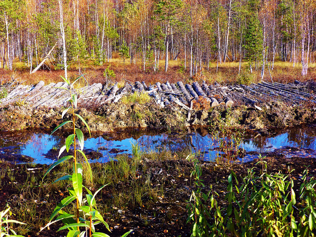 Осень...Лежнёвка на верховом болоте! - Владимир 