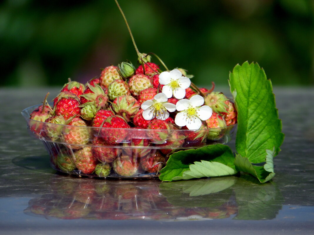 Ягодная пора. - nadyasilyuk Вознюк