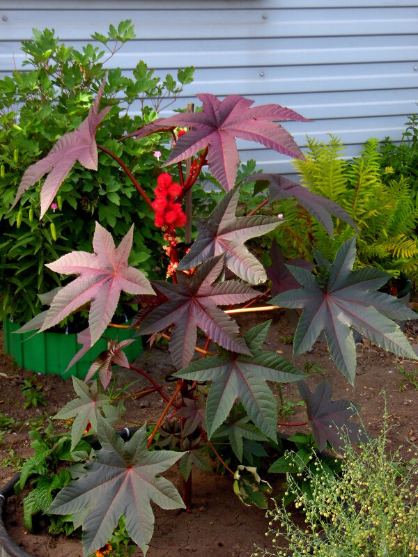 Клещевина. - nadyasilyuk Вознюк Клещевина. - nadyasilyuk Вознюк