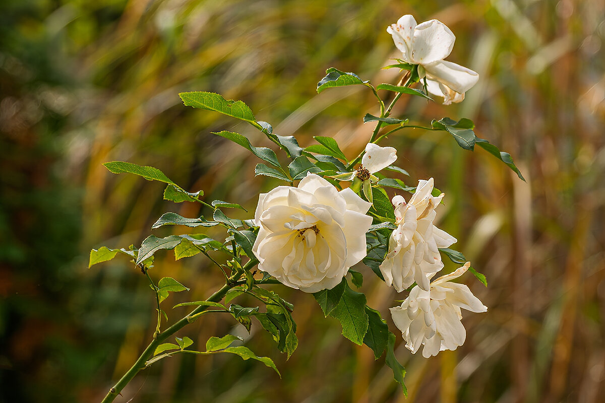 Белая роза - Игорь Сикорский