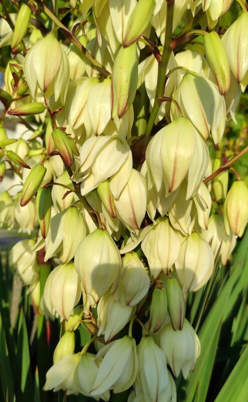 Юкка - древесная лилия - Татьяна Лютаева Юкка - древесная лилия - Татьяна Лютаева