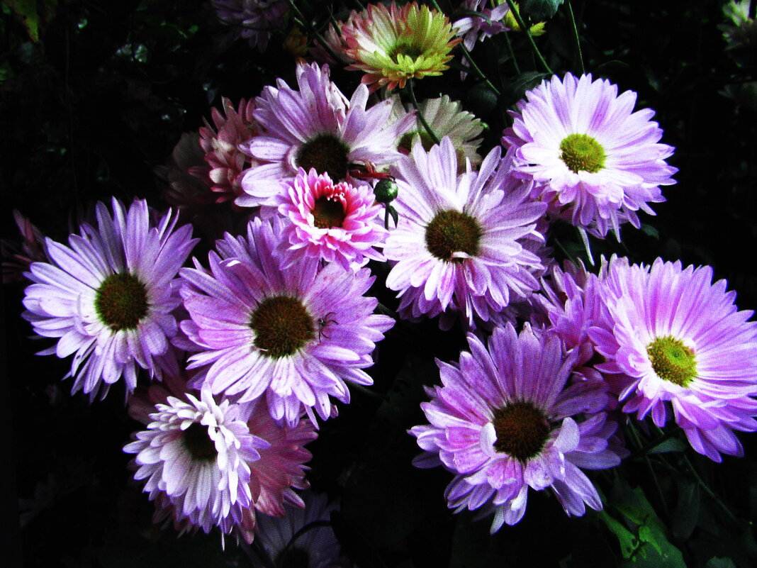 Красота осенняя - Людмила Смородинская