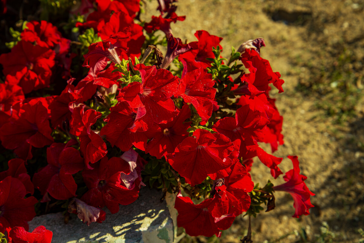 Петуния - Анатолий Чикчирный