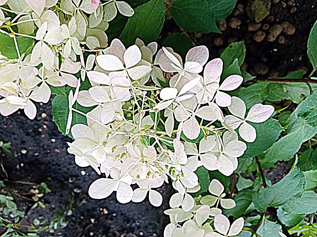 Цветы - Владимир Драгунский