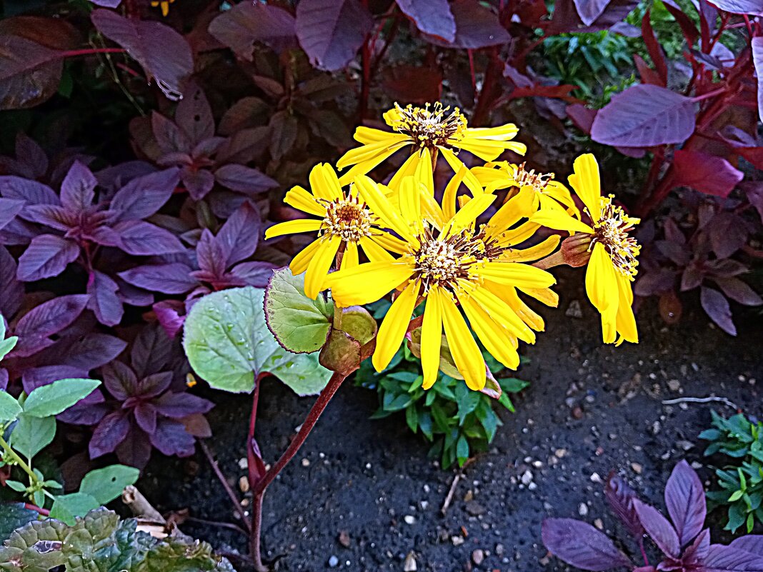 Цветы - Владимир Драгунский Цветы - Владимир Драгунский