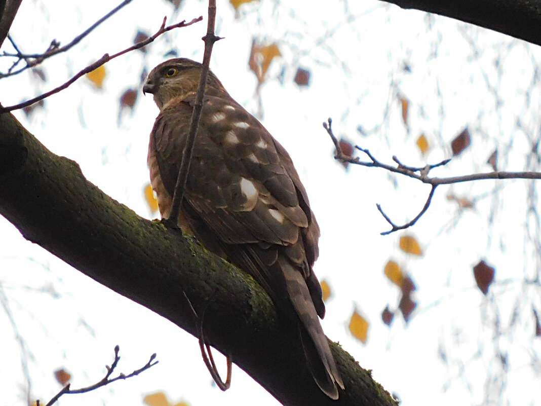 Ястреб-перепелятник - Лина Ястреб-перепелятник - Лина