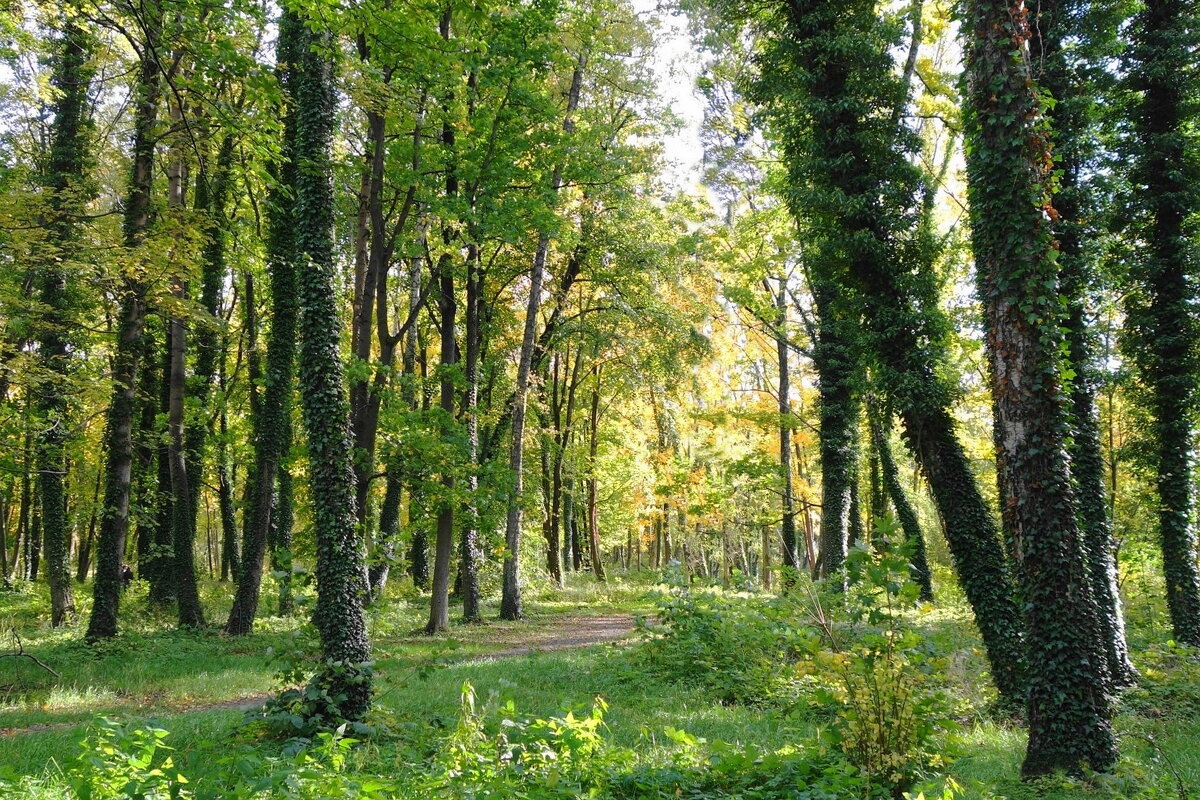 Картинки октября - Рита Симонова