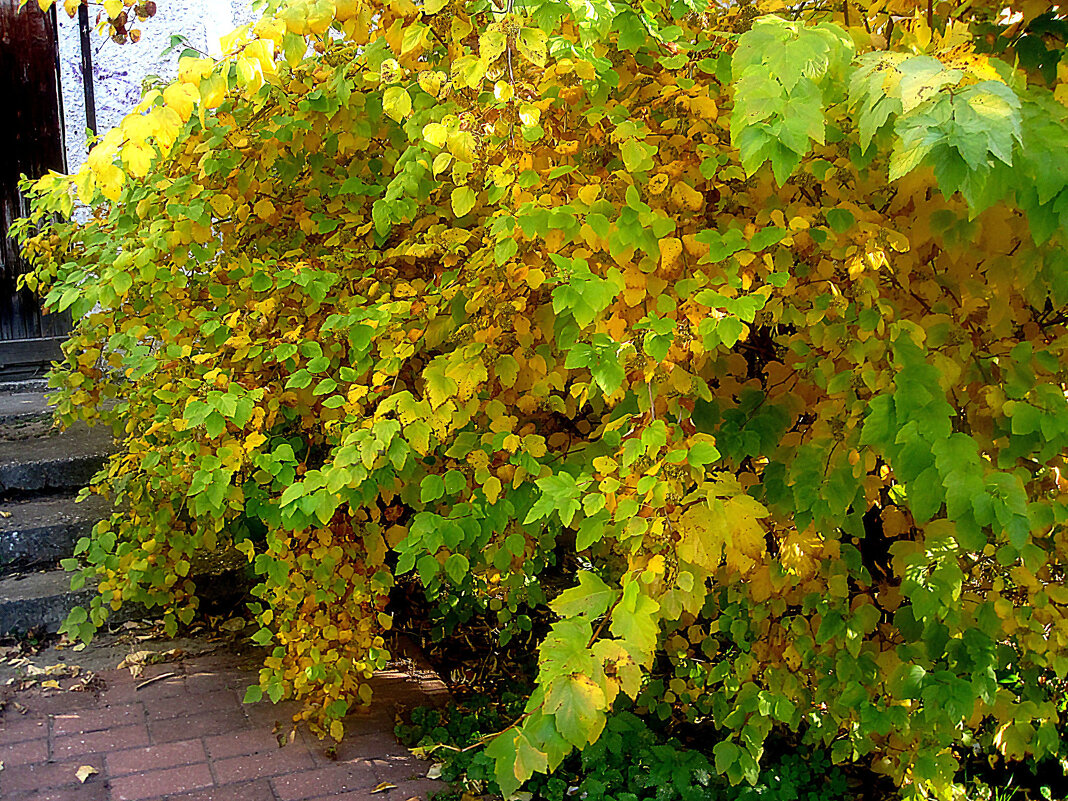 Осеннее - Елена Семигина