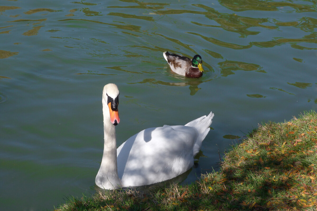 Лебеди Гагаринского парка - Валентин Семчишин Лебеди Гагаринского парка - Валентин Семчишин