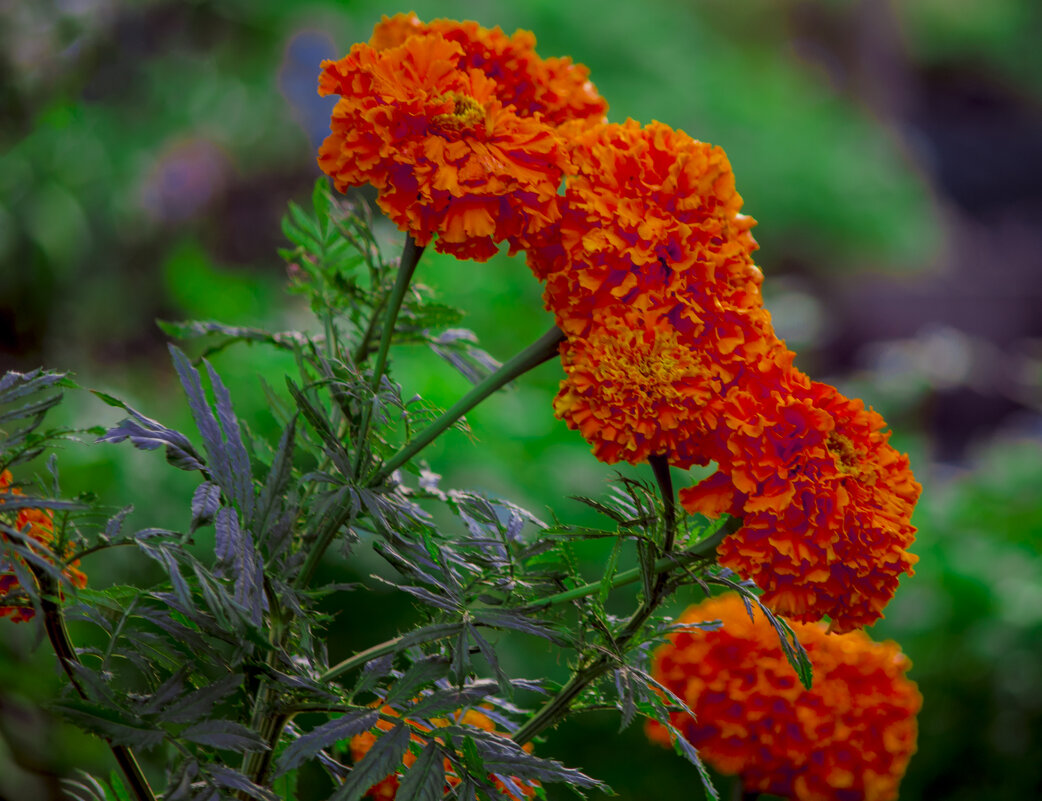 Мой город - ОСЕНЬ, ЦВЕТЫ - Владимир Максимов