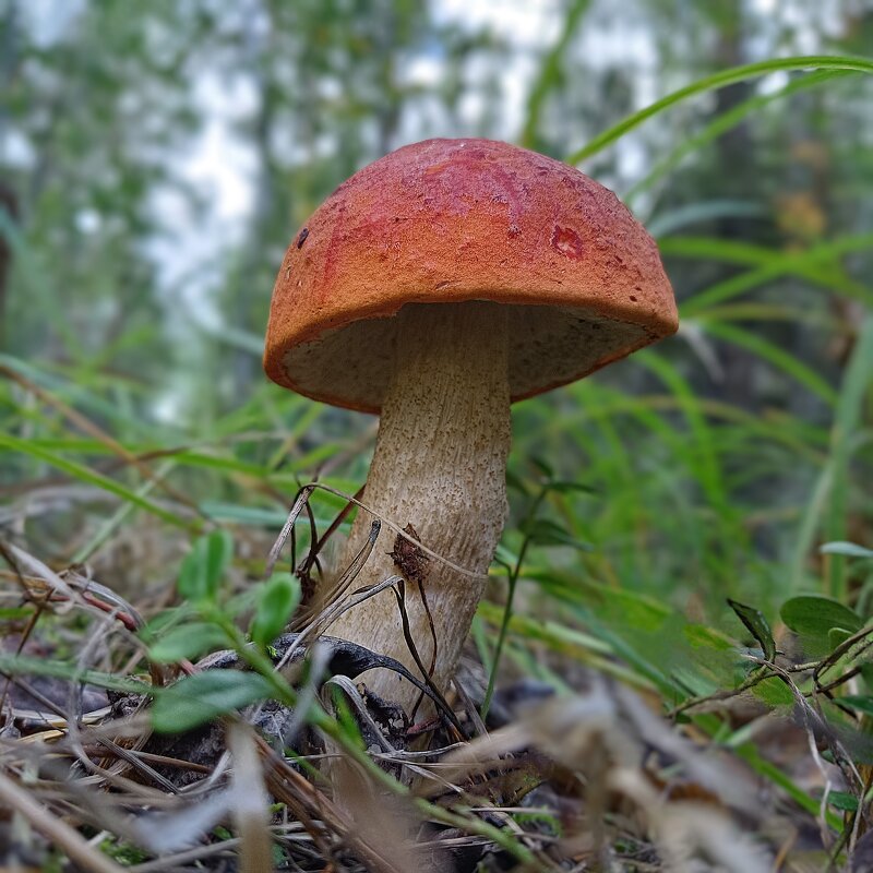 Подосиновик - Ирина *