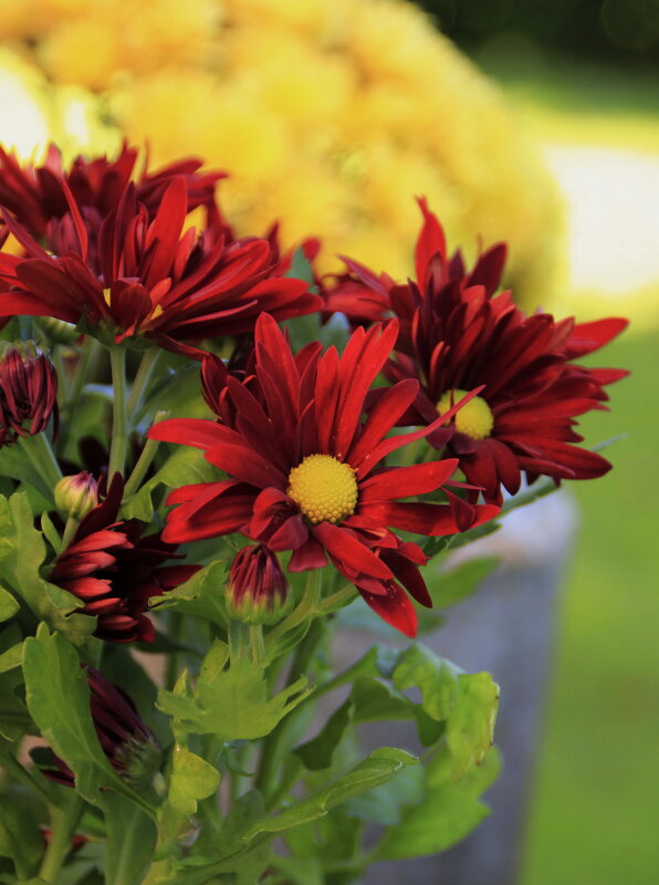 Хризантемки :) - Татьян@ Ивановна