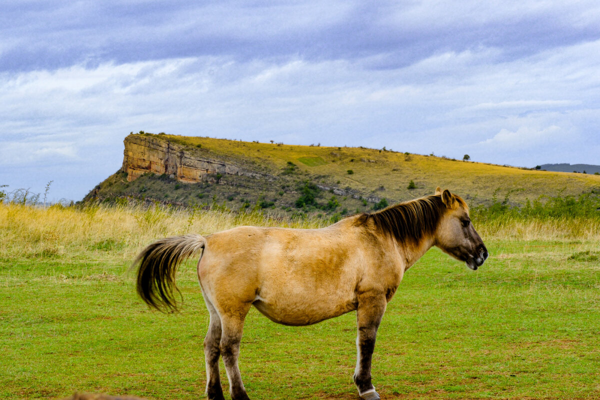 Лошадка - Георгий А