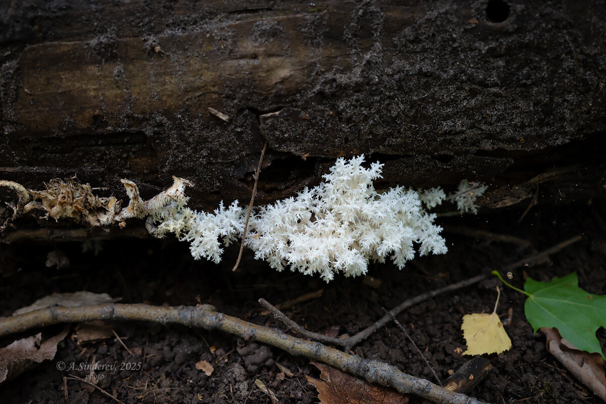 Гриб ежовик коралловидный на упавшем дереве - Александр Синдерёв
