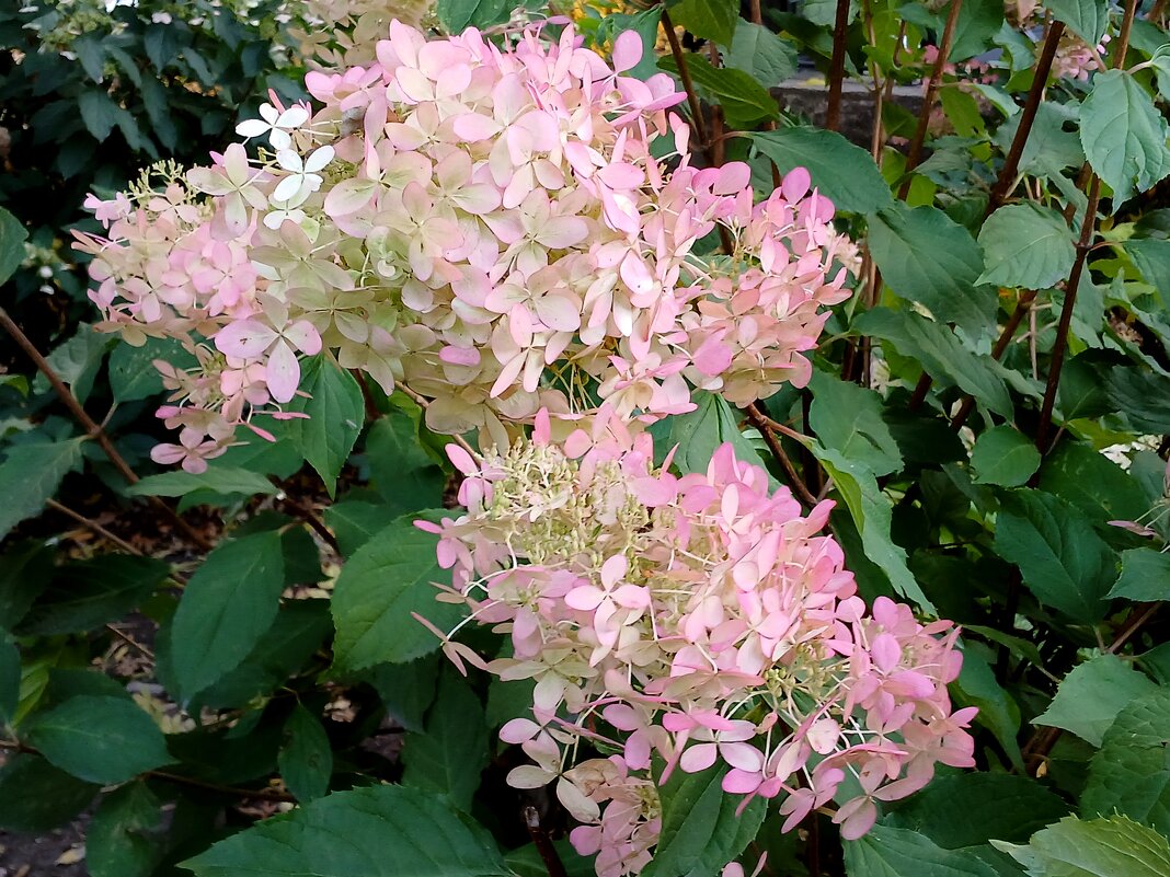 Октябрьская гортензия. - Лия ☼