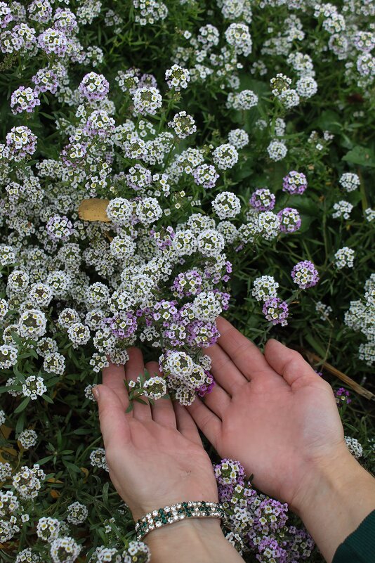 дар Божий - Мария Реброва