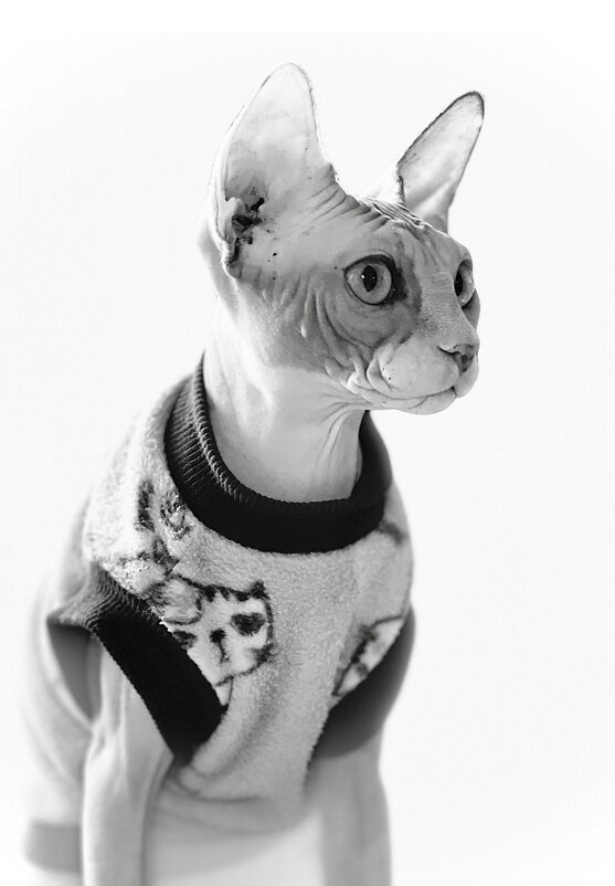 Тая - Андрей Зайцев