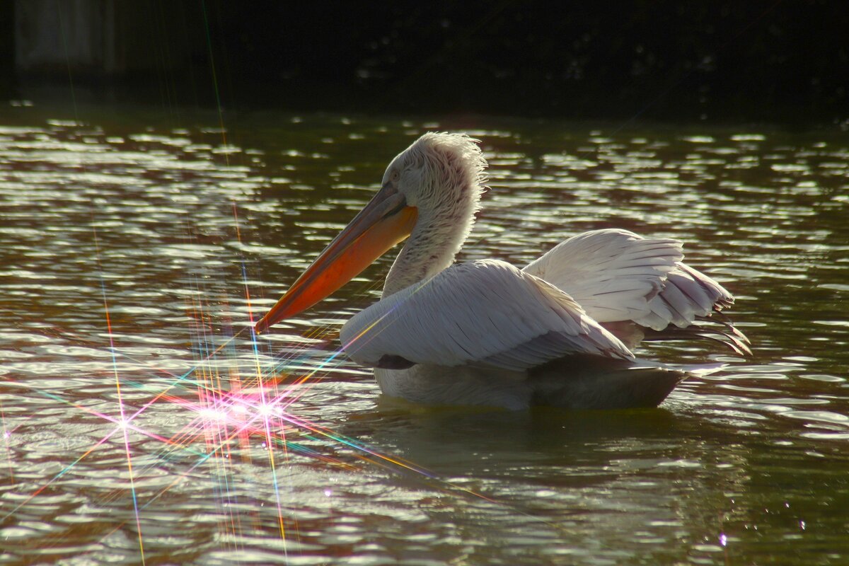 Утро пеликана - Юрий. Шмаков