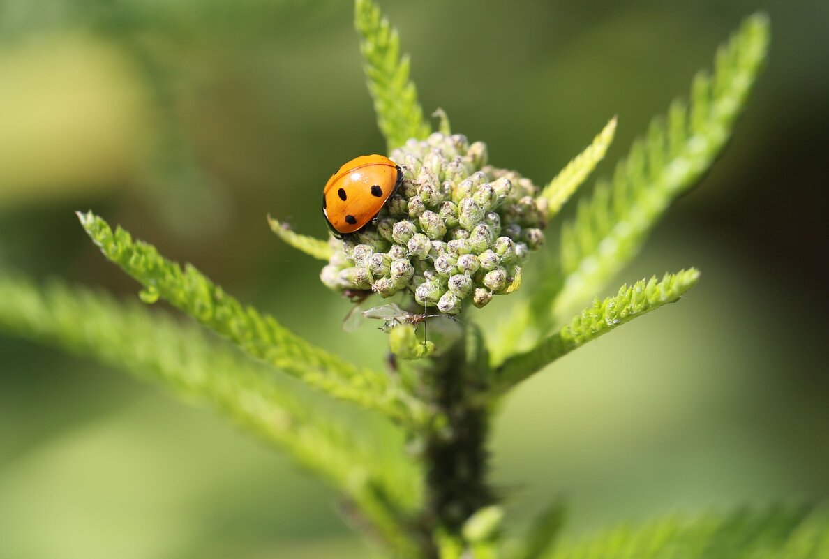 Коровка - ZNatasha -