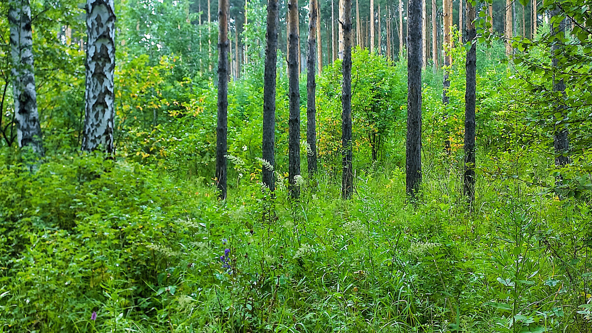 Повиснул дождь, как лёгкий дым - Hope 