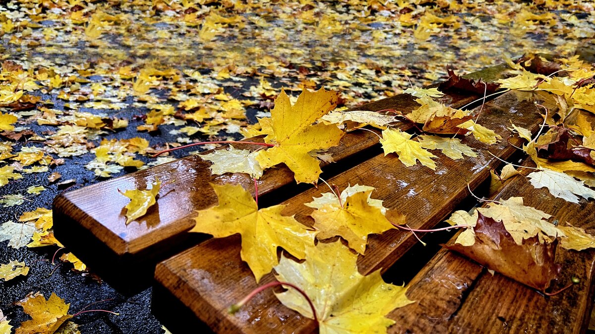 Ну зачем приходит осень?! Мы её об этом просим? Вроде нет, Но, может, Лето Тихо шепчет ей об этом? - "The Natural World" Александер