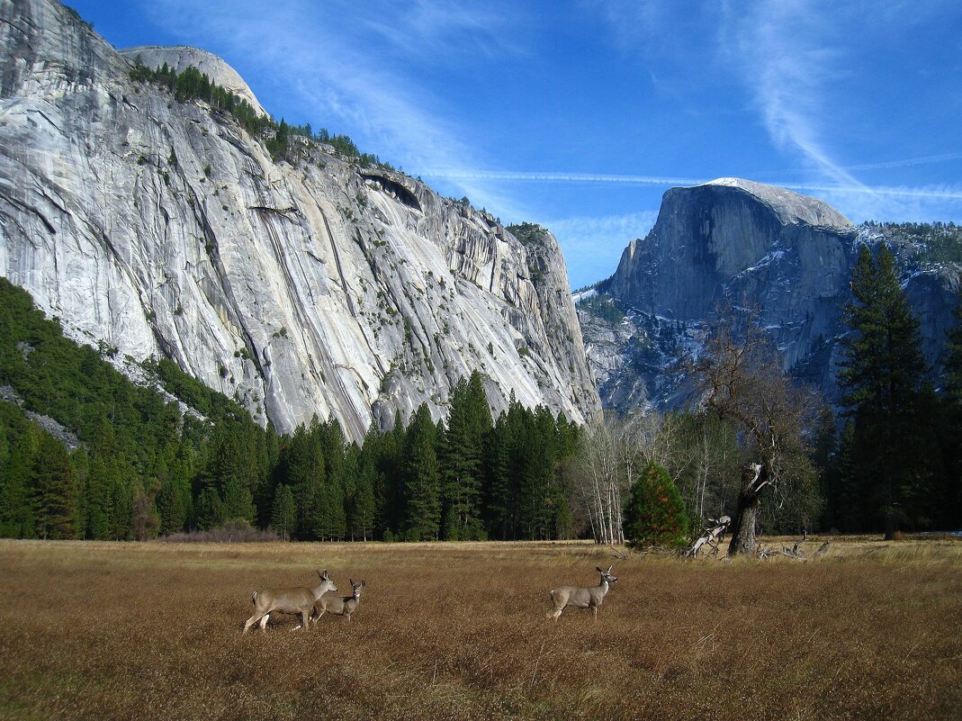 Олени в Йосемитском Национальном парке, Калифорния, США. - unix (Илья Утропов) Олени в Йосемитском Национальном парке, Калифорния, США. - unix (Илья Утропов)