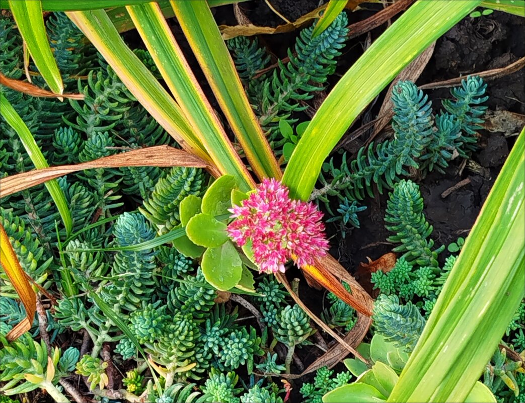 Природный натюрморт! - Надежда 