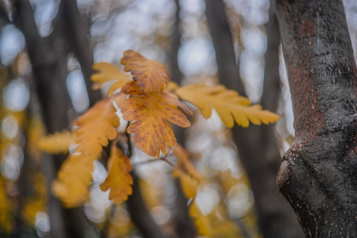 Осень.. - Евгений 