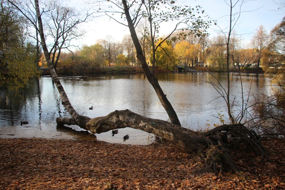 Осень на Елагином - Наталья Герасимова