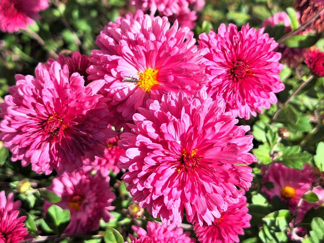 цветы - Наталья 