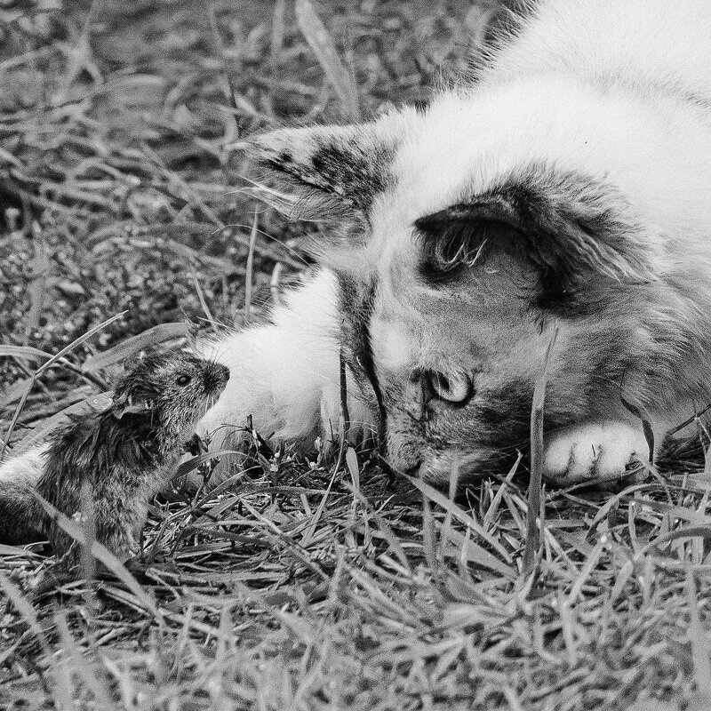 Диалог с обедом . - Максимус Кунгурский Диалог с обедом . - Максимус Кунгурский