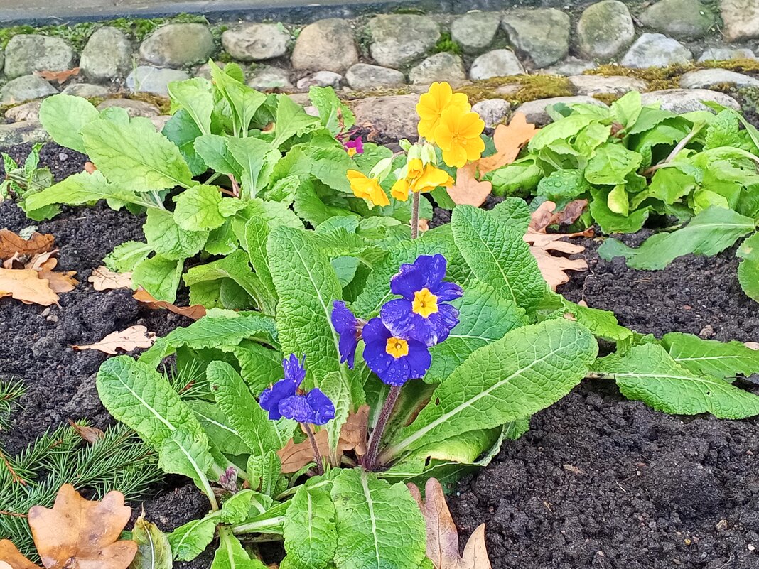 Примула - Сапсан 