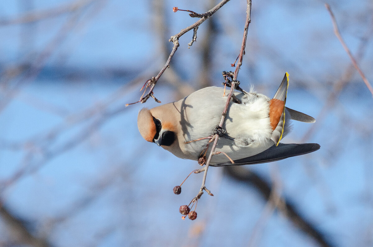 Свиристель - Виктор Иванович Чернюк