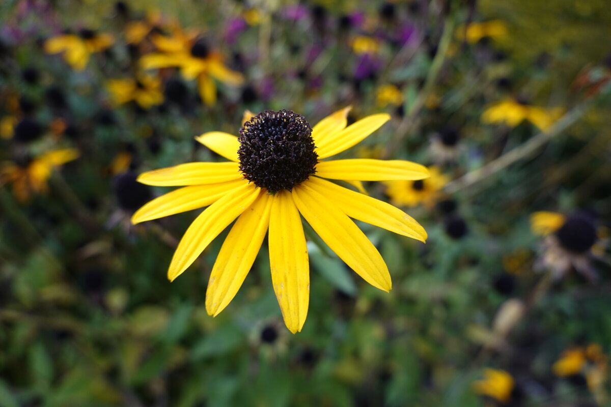 Глазами карими сверкая, Рудбекия пленит собой... - Галина 